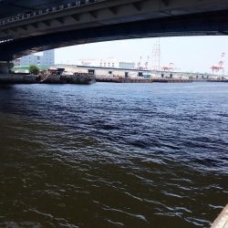 ツバスのちコノシロ